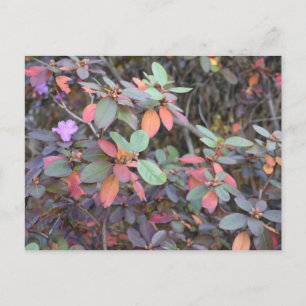 Fall Foliage Autumn Leaves Nature Tree Photography Postcard