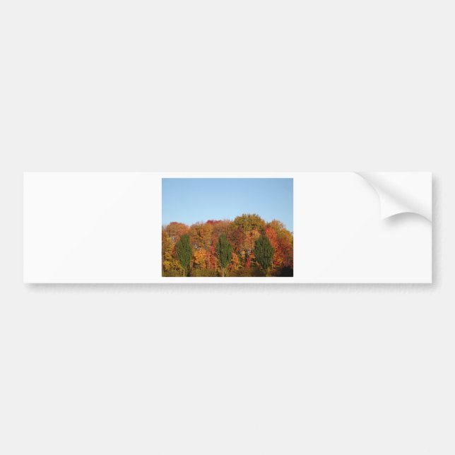 Fall Foliage Bumper Sticker (Front)