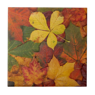 Fall Foliage Ceramic Tile