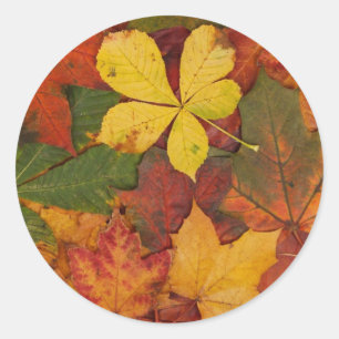 Fall Foliage Classic Round Sticker