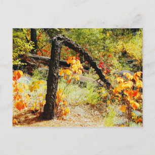 Fall Foliage, Jemez Mt. Trail, NM Postcard
