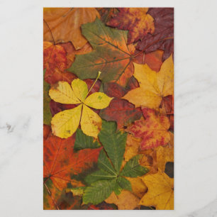 Fall Foliage Leaves in Neutral Colours Stationery