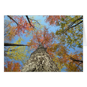 Fall foliage looking up