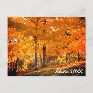 Fall Foliage  Postcard