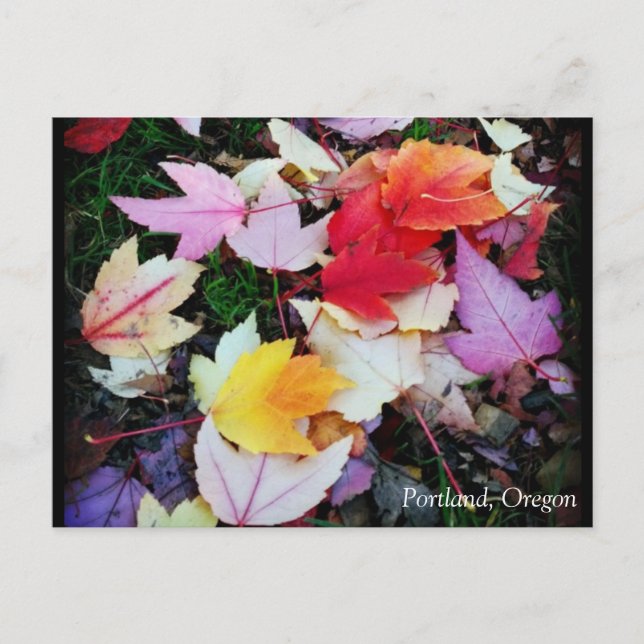 Fall Foliage Postcard (Front)