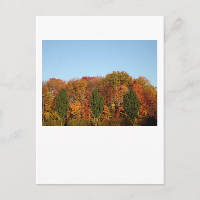 Fall Foliage Postcard (Front)