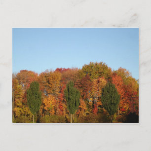 Fall Foliage Postcard