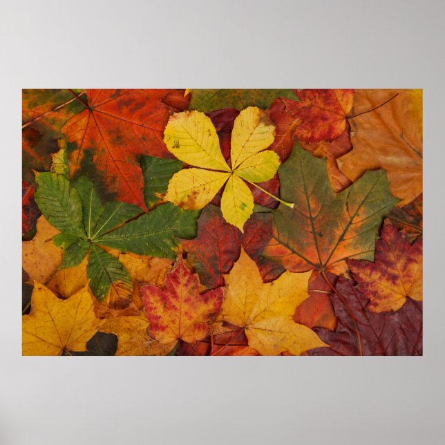 Fall Foliage Poster (Front)
