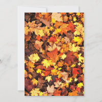 Fall foliage, the Colours of Autumn