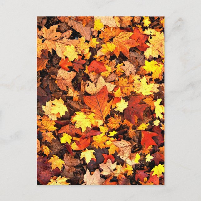 Fall foliage, the Colours of Autumn Postcard (Front)