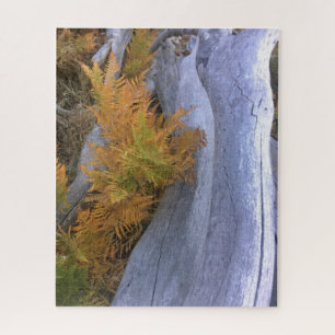Fall Forest Brackens Jigsaw Puzzle