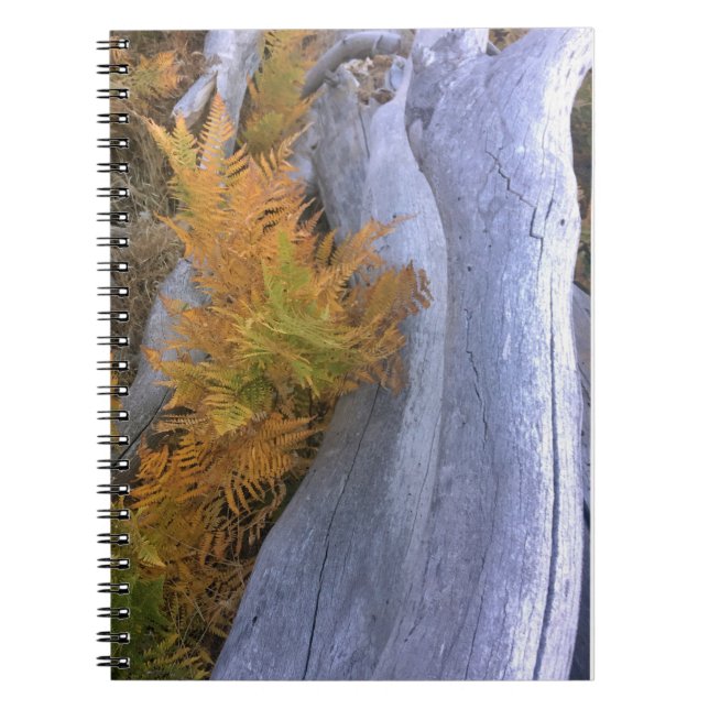 Fall Forest Brackens Notebook (Front)