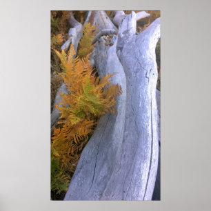 Fall Forest Brackens Poster