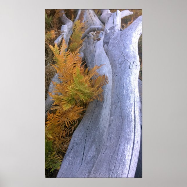 Fall Forest Brackens Poster (Front)