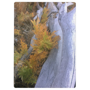 Fall Forest Braken Clipboard
