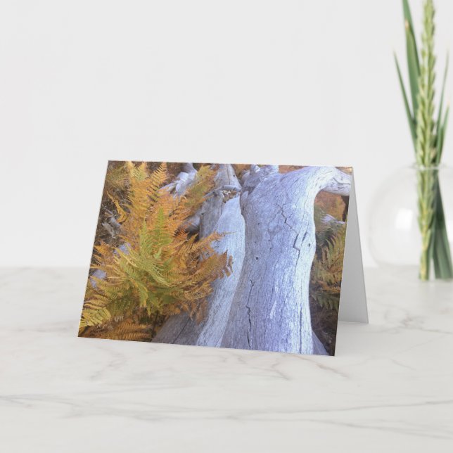 Fall Forest Card (Front)