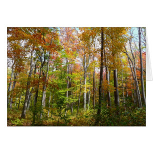 Fall Forest I Autumn Landscape Photography