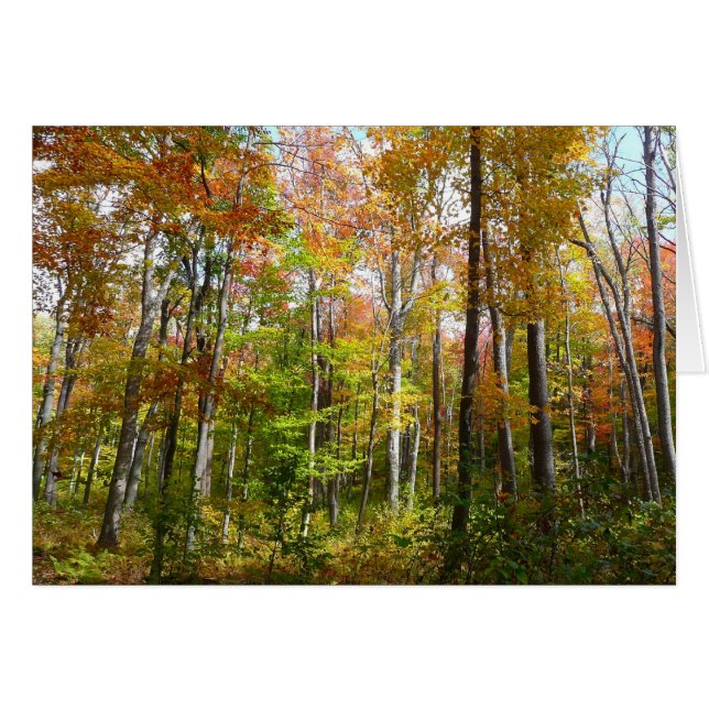 Fall Forest I Autumn Landscape Photography (Front Horizontal)