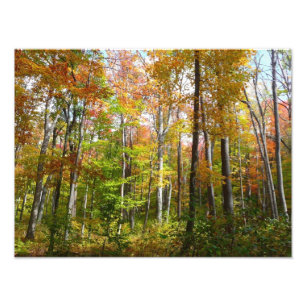 Fall Forest I Autumn Landscape Photography Photo Print