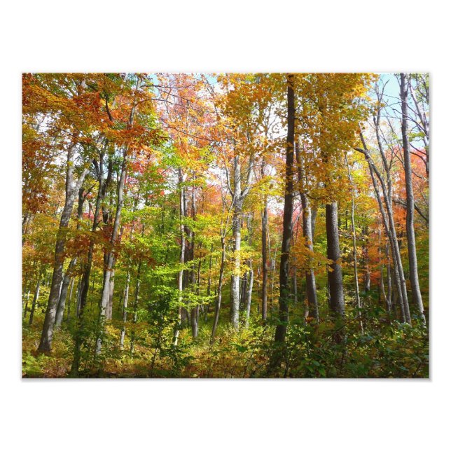 Fall Forest I Autumn Landscape Photography Photo Print (Front)