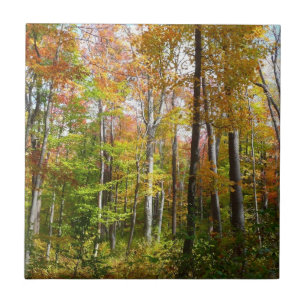 Fall Forest I Autumn Landscape Photography Tile