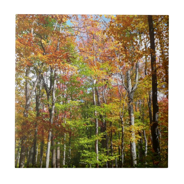Fall Forest II Autumn Landscape Photography Ceramic Tile (Front)