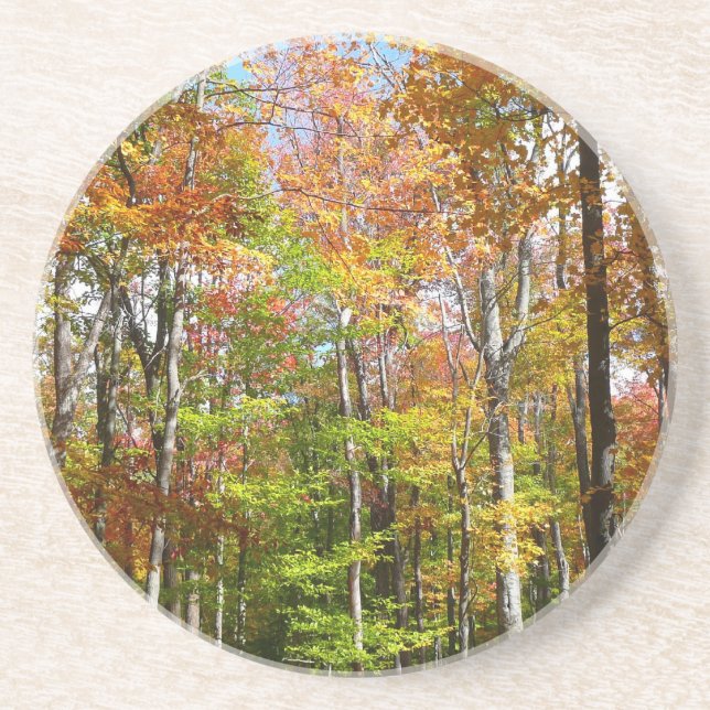 Fall Forest II Autumn Landscape Photography Coaster (Front)