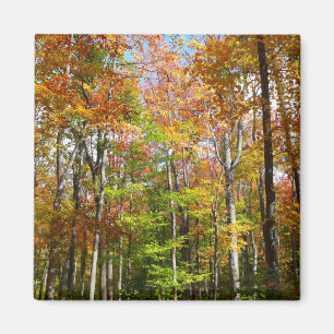 Fall Forest II Autumn Landscape Photography Magnet