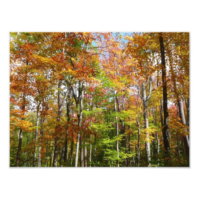 Fall Forest II Autumn Landscape Photography Photo Print (Front)