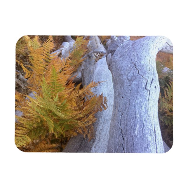Fall Forest Magnet (Horizontal)