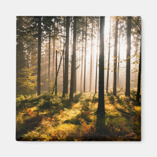 Fall Forest with Sunrays Magnet