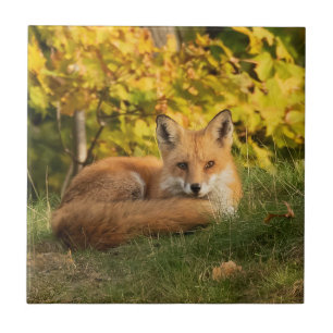 Fall Fox     Ceramic Tile