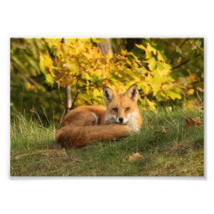 Fall Fox  Photo Print