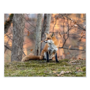 Fall Fox Photo Print