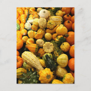 Fall Gourds Postcard