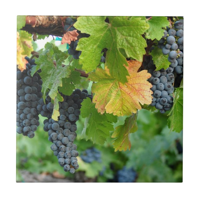 Fall Grape Vines ~ Napa Valley Ceramic Tile (Front)