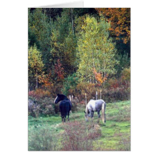 Fall grazing - Pine Ridge Farm Percherons
