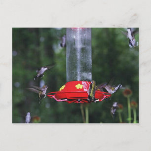 Fall Hummingbird Migration Postcard