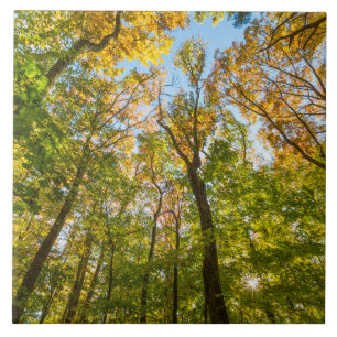 Fall in a Forest in Amesbury, Massachusetts Ceramic Tile