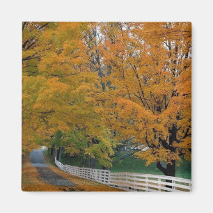 Fall in New Hampshire Magnet
