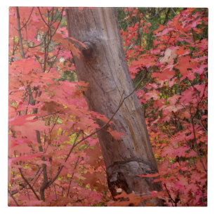 Fall in pink in Sedona Ceramic Tile