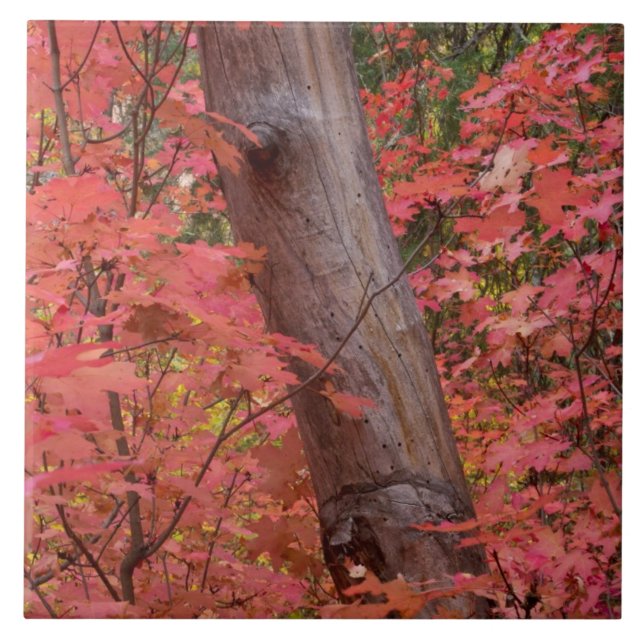 Fall in pink in Sedona Ceramic Tile (Front)