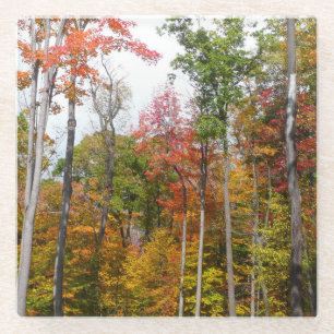 Fall in the Forest Colourful Autumn Photography Glass Coaster