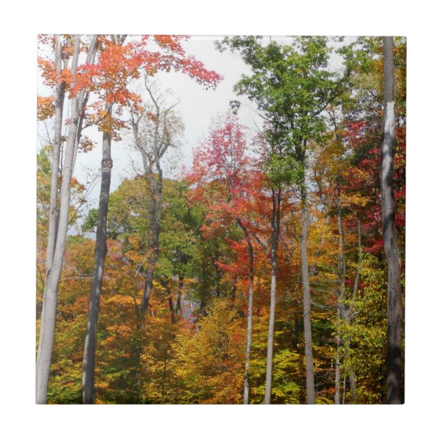 Fall in the Forest Colourful Autumn Photography Tile (Front)