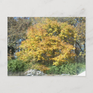 Fall in the Midwest Postcard