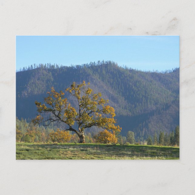 Fall in the mountains... postcard (Front)