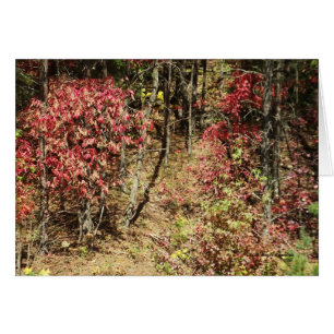 Fall in the Smokies
