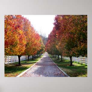 Fall in Virginia Fall Foliage Trees Leaves Photo Poster