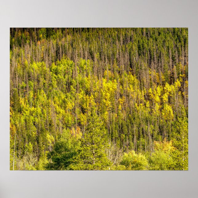 Fall is Coming // Colorful Woodland Poster (Front)