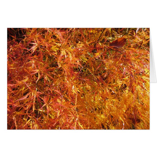 Fall Japanese Maple (Front Horizontal)